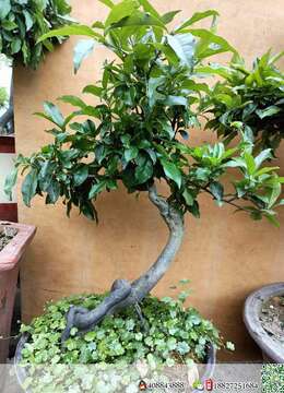 金弹子盆景金弹子通派