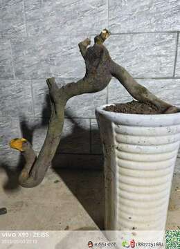 金弹子下山桩金弹子批发价格