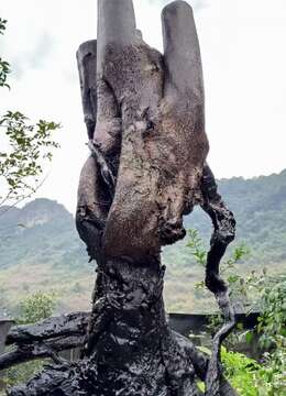 来一颗漂亮石头货金弹子，看上速度
