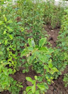 “金弹子”盆景别错过，观赏价值高，提升家居格调