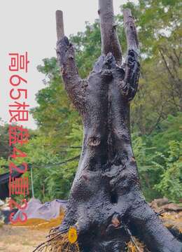 刚刚下山新鲜，漂亮母桩金弹子，有喜欢赶紧下单