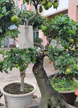 “金弹子”盆景，“熟桩”养护！“6点”注意事项