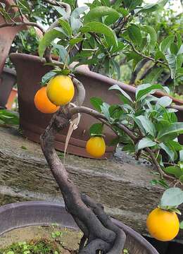 老鸦柿 盆景新秀