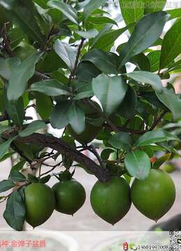 老鸦柿盆景，忽视这5个造型重点，越养越后悔