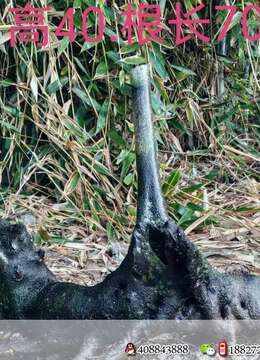 金弹子下山桩金弹子血红