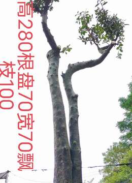 漂亮大地景。大母桩金弹子，别墅庭院首选，熟桩，