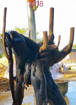 漂亮提根坨坨怪桩金弹子。几年熟桩，有喜欢赶紧下单