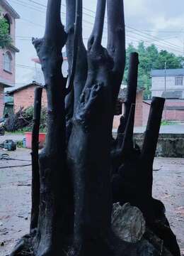 刚回来一个漂亮抱石金弹子，打包价优