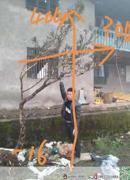 漂亮小叶瓜子黄杨刚到家，优惠价出