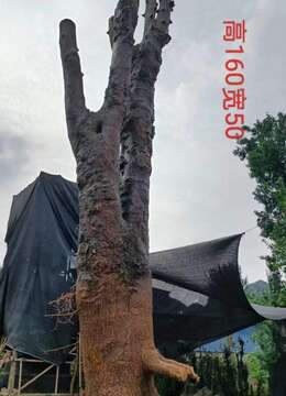 刚刚下山新鲜6棵金豆。一起打包价格美丽。有喜欢赶紧下单。