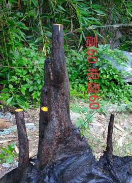 刚回来的新鲜金弹子，看上的来聊