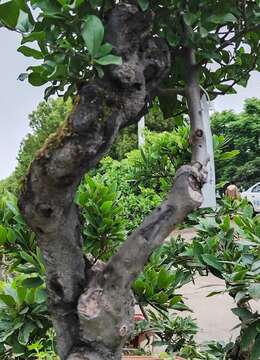 金弹子老桩118号陕西哪里买金弹子盆景和金弹子淘宝