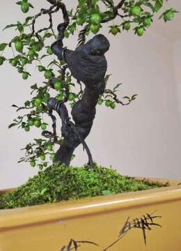 金弹子树桩盆景金弹子☆济南小叶金弹子