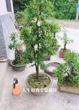 金弹子树桩盆景金弹子网上安全购买