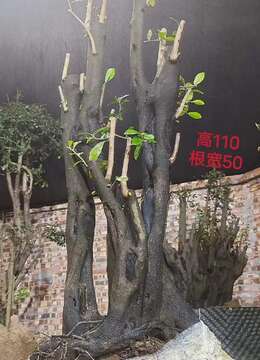 金弹子网小区大门金弹子出售