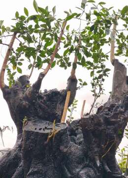 漂亮大桩，几年大熟桩金弹子，原生母桩。有喜欢赶紧下单