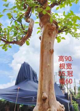 漂亮年功红花紫薇老桩，一对文人。有喜欢赶紧下单