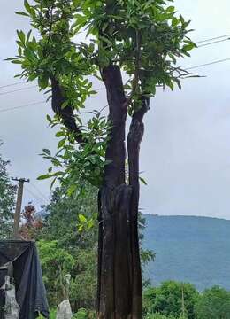 金弹子老桩大气金弹子市场