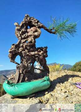 金弹子熟桩金弹子∮宜都金弹子熟桩盆景