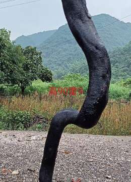 金弹子老桩■花园金弹子出售▓