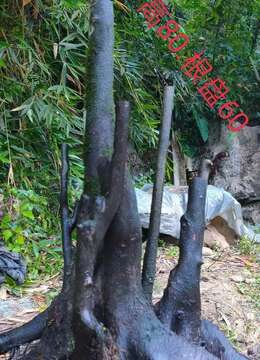 五个金弹子，看上来聊，欢迎一起打包