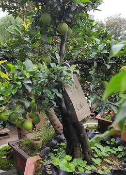 养金枝玉叶要勤快些，掌握这4个方面的技巧，快速养成高颜值盆景