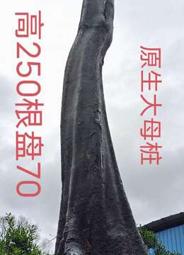 刚刚下山新鲜，漂亮地景母桩金弹子，有喜欢赶紧下单