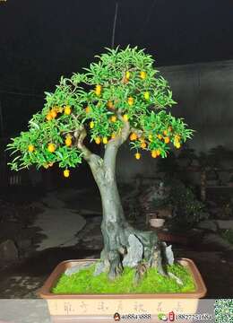 金弹子生桩金弹子售价和联系方式