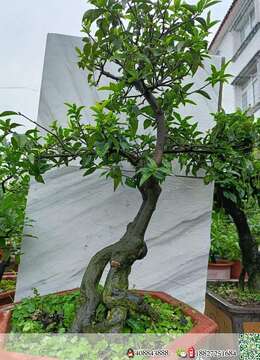 挂果金弹子，喜欢的老板联系