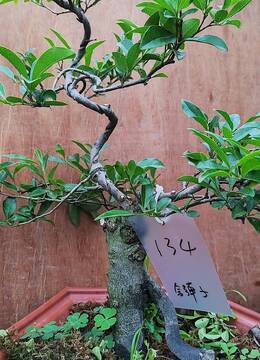 提根螺旋造型金弹子134号快手放漏金弹子盆景漂亮讨喜