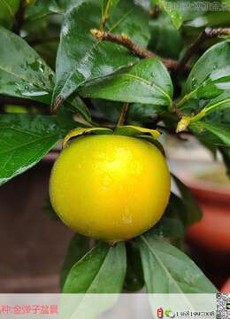 家庭盆栽金弹子，掌握住这4个技巧，长势好，带你了解一下