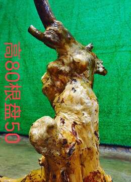 漂亮紫薇坨坨，有喜欢赶紧下单。