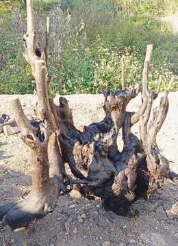 金弹子下山桩悬崖金弹子