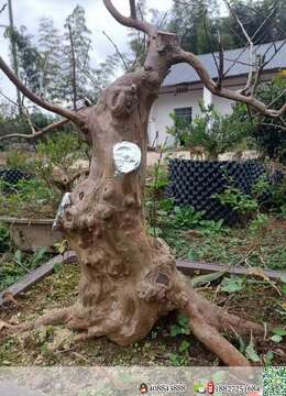 原生大红紫薇，直茎20.高，55.