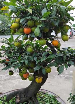 新手必知的盆景增粗方法