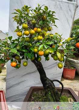 金弹子下山桩金弹子花园