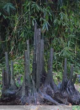 金弹子熟桩金弹子文人