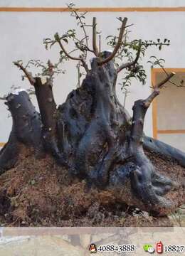 金弹子，根长98，高75