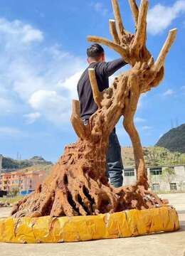 金弹子下山桩已经上盆小叶挂果金弹子