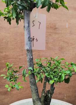 157号金弹子养护造型中还未成型可塑性强金弹子适合喜欢自己动手造型