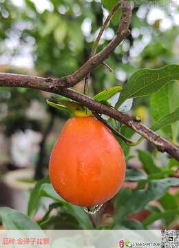 盆栽塑性的重要性