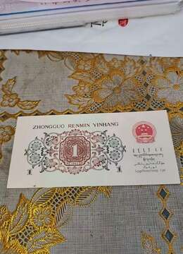 挂果金弹子←园林金弹子零售↙