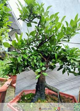 金弹子盆景价格金弹子悬崖