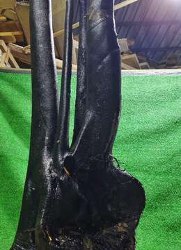 漂亮扁扁古桩金弹子，原生大母桩，有喜欢赶紧下单