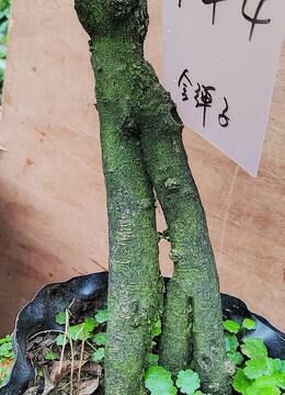 萝卜根金弹子144号已挂果花生果金弹子盆景品种母弹子