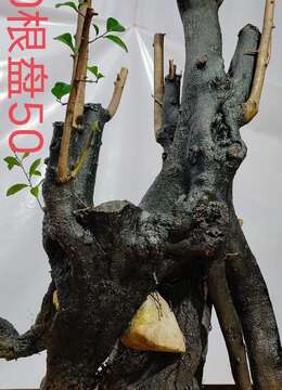 漂亮抱石金弹子，大母桩，几年熟桩金弹子。有喜欢赶紧下单