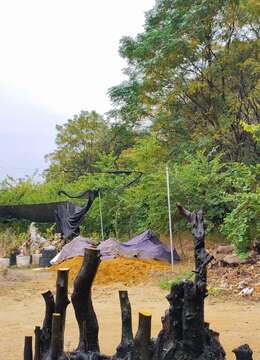 漂亮长龙金弹子。丛林金弹子母桩，有喜欢赶紧下单