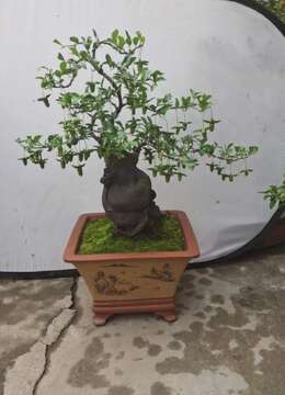 盆40   砣18   带盆高高85    大红花生