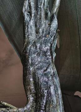 千斤大母桩金弹子，有喜欢赶紧下单