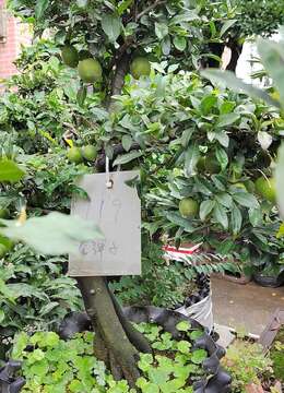 夏日盆景养护，让花草更美丽